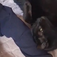 2歳の女の子の隣にやってきた黒猫→やさしく撫でられると…ほっこりする光景に「どちらもとっても可愛い」「甘え上手だね」の声