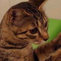 浴槽につかまり立ちしていた猫→手を離したと思ったら…『衝撃の行動』に7万いいね「動きがトムジェリすぎる」「アイルーだったのかも」
