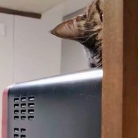 電子レンジの上にいた猫→ゆっくりと顔を出して…あまりにも『独特な動き』に「猫ちゃんだから可愛いｗ」「思わず笑っちゃった」と45万表示