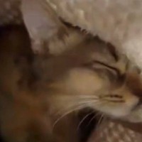 肌寒くなってきたので『着る毛布』を出したら…猫が見せた『可愛すぎる行動』に2万いいね「最高の眺め」「エケチェン」と癒される人が続出