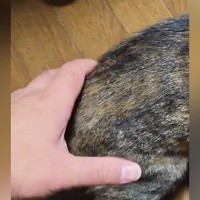 通りすがりの猫→飼い主に『お尻を掴まれた』次の瞬間…驚きの反応に2万3000いいね「本物の合気道」「偉い達人さんが居ったもんやで」