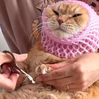 爪切りが大嫌いな猫→果物ネットを使ってみると…思わず笑ってしまう『攻防戦』に「極悪の表情ｗ」「徐々に不機嫌になっててかわいいｗ」と反響