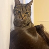 元気がない女の子→『仲良しの猫』が寄り添って…とんでもなく尊い『ふたりの様子』が37万再生「本当に優しいね」「心配しているんだね」