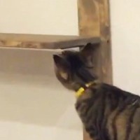運動不足気味の兄弟猫→パパが『キャットウォーク』をDIYした結果…微笑ましい光景が15万再生「すごい腕前」「オシャレでいいね」
