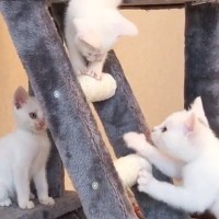 新しいキャットタワーに大はしゃぎの子猫5匹→遊び疲れると…可愛すぎる光景が26万再生「ニヤニヤが止まらない」「永遠に見ていられる」