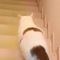 出張から帰ったパパを真っ先に出迎えた猫→足に抱きついて甘えていると…『予想外の展開』に反響「大好きな証拠ｗ」「可愛らしい」
