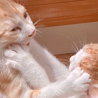 取っ組み合いをしていた『2匹の子猫』→しばらくして様子を見てみると…「癖がすごいｗ」「想像を超えた寝方してた」と反響