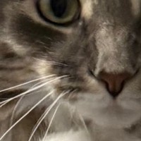 『まさかの場所』に乗ってくつろいでいた猫…驚きの光景に「安らげるのかなｗ」「めちゃめちゃ必死に見えるｗ」と笑う人が続出