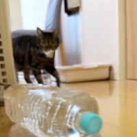 普段から何かをくわえて運んできてくれる猫→いつも途中で…『可愛すぎる行動』に1万いいね「愛が溢れてて尊い」「気づいてなくて愛おしい」