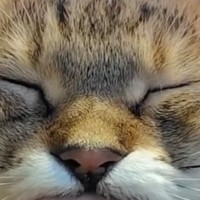電車が止まって『猫と過ごすことになった飼い主』→指を差し出すと…幸せあふれる光景に「至福の時間だね」「最高やないか」と27万表示