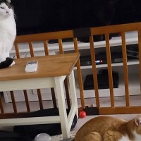 部屋にいる猫は2匹だけ…かと思いきや、よーく目を凝らすと→まさかの場所にいる3匹目に「反射かと思ったらｗ」「全くわからなかった」の声