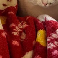 高熱を出して、ベッドで休んでいたら…猫たちがとった行動にほっこりする人が続出「幸せで余計に熱が上がりそうｗ」「猫ってわかるんだよね」