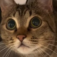 飼い主の手を狙って『猫パンチ』を繰り出した猫…まさかの展開が可愛すぎると反響「天然なところが最高にたまらん」「抱きしめたくなった」