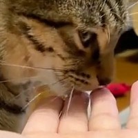 甘えたいのかな？と猫に手を差し出したら→少し舐めた後に…『まさかの展開』が43万再生「ついでに仲良くしてあげてる感じｗ」「超可愛いｗ」