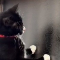 猫が『窓の外にいるヤモリ』を捕まえようとした結果…まさかの『動き』に20万いいね「裏に行きたい意思は伝わるｗ」「絶対中身ヒトでしょｗｗ」