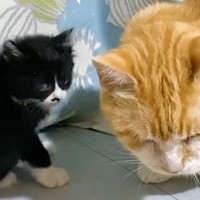 出窓で過ごす子猫のもとに先住猫がやってきた結果…微笑ましすぎる光景に「なんとも可愛らしいｗ」「みんなと遊びたかったのねｗ」と反響