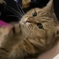 猫を抱っこしてめいっぱい甘やかしてみた結果…微笑ましすぎる光景に「本当に赤ちゃんみたいｗ」「ママさんの頭脳戦ｗ」と癒される人が続出