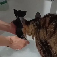 お風呂で子猫が鳴いていると…水が大嫌いな兄猫がとった『信じられない行動』に「うるうるしちゃった」「素敵なお兄ちゃんに感動」と33万再生