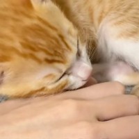 手の上で眠る子猫→飼い主がそっと手を離すと…『離れたくない様子』が尊すぎると372万再生「とっても甘えん坊さん」「何回でも見ちゃう」