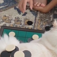 オセロで遊んでいると、盤上に子猫が座り込んでしまい…そのまま始まった『新しい遊び』に爆笑「白猫危機一髪ｗ」「可愛すぎｗ」と18万再生