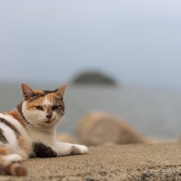 タンカーに乗船し、1万キロを航行して有名に！　ニュージーランドから韓国まで旅した冒険好きな猫さん