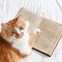 「早く回復して」「また会いたい！」　　体調悪化の「大学猫」のため、200万円以上の寄付が集まる　米国