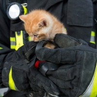 「ねこねこネットワーク」の仕業か？　「9.11追悼式典」最中に救出された野良の子猫が、その場で観客に引き取られて家族になる　　米国