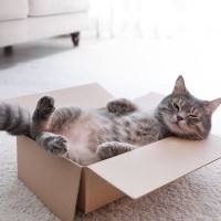 猫にとって『最高な暮らし』に必要な条件4選　居心地よく感じる理由や環境の整え方