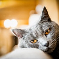 『鳴きにくい』とされる猫種5選　特徴や性格の傾向、飼い方のポイントまで解説