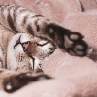 猫が『リラックス』できているサイン6つ　安心して過ごしてもらうための秘訣まで