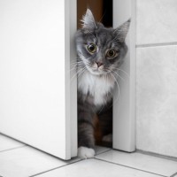 猫があなたの『お風呂』を見にくる理由3選　気になる心理から注意すべきトラブルまで