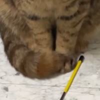 ドライヤーで髪を乾かしていると、『おもちゃを持ってきた猫』→表情を見ると…124万再生された光景に「全てが愛おしい」「健気だね」の声