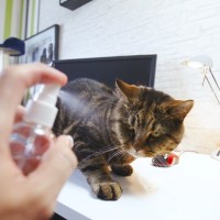 猫のしつけに『霧吹き』を使うメリット3つ　正しい使い方から気を付けたいポイントまで