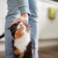 猫が飼い主の『足元をウロつく』5つの理由　行動に隠された心理や接し方のポイント