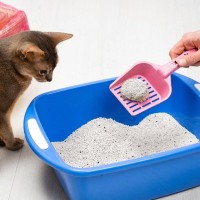 『猫のトイレ』をキレイに保つための習慣5選　取り入れたい理由や負担を軽減するコツも