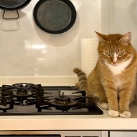 猫の命に関わる『危なすぎる場所』3選　室内でも油断できない？事故を防ぐ対策方法も