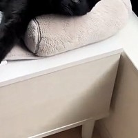 お昼寝中の『仲良しきょうだい猫』を見に行ったら…飼い主爆笑の『まさかの光景』が28万再生「思ってたのと違ったｗ」「寝づらそうｗ」