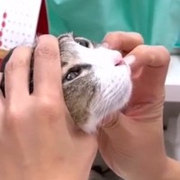猫の鼻の穴に『何かができている』→心配になり病院に行った結果…獣医が放った『まさかの一言』が739万再生「パワーワードｗ」「涙出たｗ」
