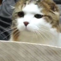 猫のご飯の時間→『スタイ』を首元に近づけると…まさかのルーティンに11万いいね「えええめっちゃ可愛い」「上流階級のお猫様」