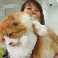 『10キロオーバーの大きな猫』をプロがシャンプー…驚きのサイズ感に「馬じゃんと呟いてしまった」「タオルが足りてないｗ」と43万再生