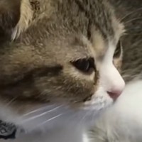 子猫に『猫用ベッド』を買ってあげたら…まさかの『尊すぎる光景』が76万再生「人間の子供と変わらないｗ」「よほど気に入ったのね」