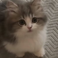 子猫に『ごはん食べる？』と声をかけたら…元気いっぱいな『可愛すぎる反応』が34万再生「会話出来てるのが凄い」「おめめクリクリｗ」