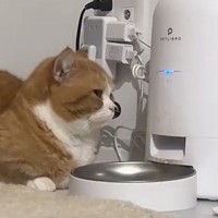 自動給餌器の前でスタンバイしていた猫…ごはんが出てきた瞬間の『まさかの行動』に「可愛くて辛い」「誰も取らないよｗ」と34万再生