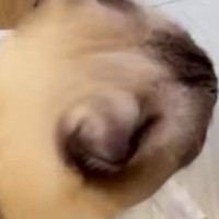 小さめのゴミ箱に『猫が入ろうとした』結果…思わず笑ってしまう『入り方』に1万いいね「おっきなおちりがｗ」「かなり強引で笑ったｗ」