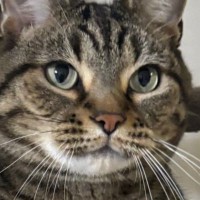 『キャットタワーにいる猫』を見たら…まるで人間の赤ちゃんのような格好に悶絶！「めちゃくちゃ可愛い」「よちよちしてるみたい」と16万表示