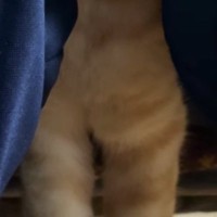 娘の膝の間でくつろぐ猫…『とんでもない光景』に爆笑する人が続出「リラックスの仕方が独特ｗ」「めっちゃ幸せそうｗ」と33万再生