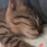 一緒の布団で眠る『生後2か月の子猫』…幸せあふれる寝姿に癒される人が続出「かわゆい」「大事にしてくれてありがとう」