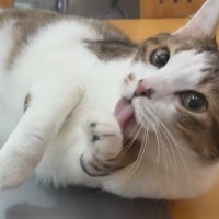 机の上で待ち構えていた猫→飼い主が『パソコン』を開こうとしたら…微笑ましい展開に「もう本当にかわいい」「撫でてほしいよねぇ」の声