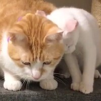 『先住猫のことが大好きすぎる子猫』→ずっと後をついていって…思わず笑顔になる光景が13万再生「スリスリの嵐ｗ」「愛が止まらないね」