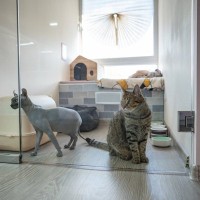 猫の老後のために知っておくべき『施設やサービス』5つ　利用に関する知識や選択肢をご紹介